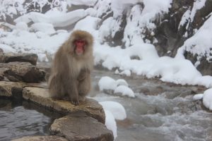 冬の露天風呂(サル)